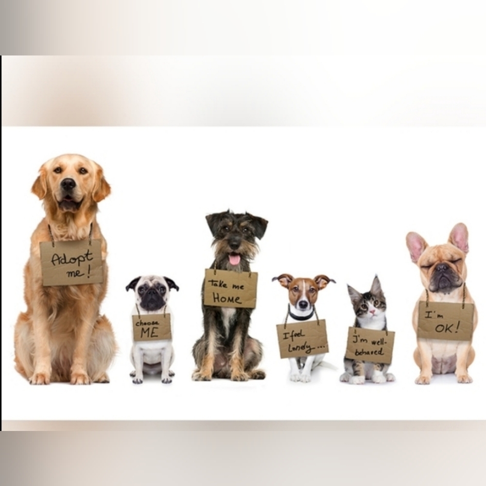 🐶💓LIVE NOW💓🐶 HELP US HELP THEM SHOP OUR 🐕🐈🐾RESCUE CLOSET - Picture 12 of 14